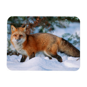 Magnet Flexible Renard rouge Neige en hiver, Montana