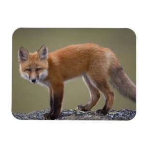 Magnet Flexible renard roux, Vulpes vulpes, le long de la partie c