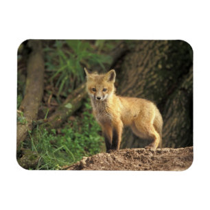 Magnet Flexible Renardeau renard roux devant terrier (Vulpes vulpe
