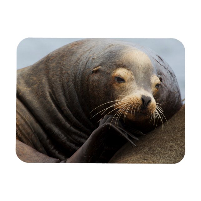Magnet Flexible Repos de Lion de la mer de Californie (Horizontal)