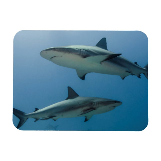 Magnet Flexible Requin des Caraïbes (Horizontal)