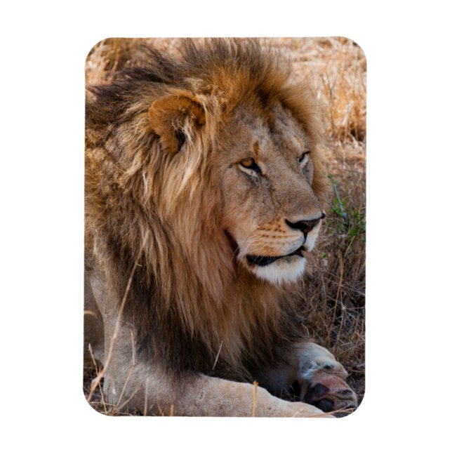 Magnet Flexible Réserve nationale du Lion Massai Mara, Kenya (Vertical)