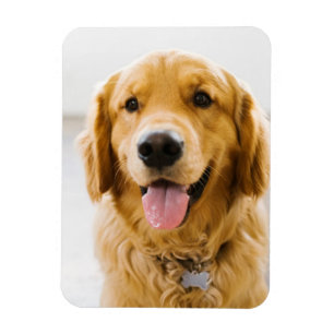 Magnet Flexible Retriever d'or souriant