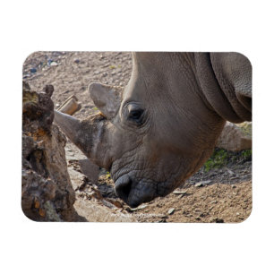 Magnet Flexible Rhinocéros