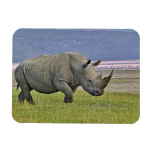 Magnet Flexible Rhinocéros blanc et flamants nains lointains,