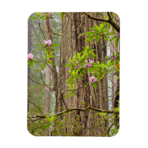 Magnet Flexible Rhododendrons en fleurs Redwoods State Park,CA
