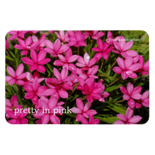 Magnet Flexible Rhodohypoxis / Etoile rouge / Rosy Posy