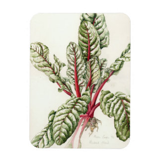 Magnet Flexible Rhubarb Chard 1992