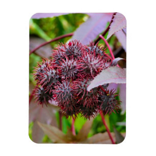 Magnet Flexible Ricinus communis