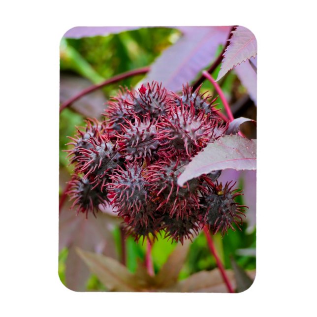 Magnet Flexible Ricinus communis (Vertical)