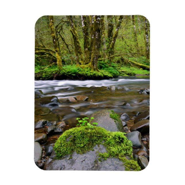 Magnet Flexible Rivière dans la forêt verte, Oregon (Vertical)
