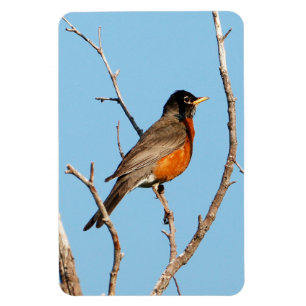 Magnet Flexible Robin