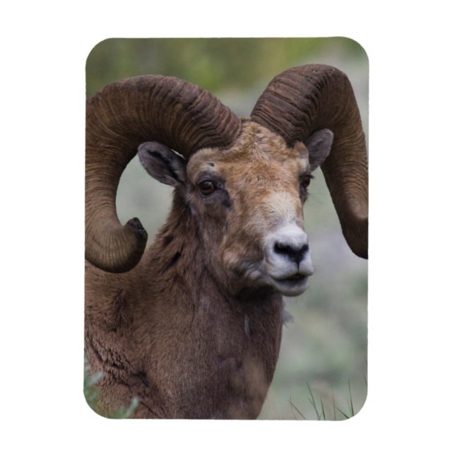 Magnet Flexible Rocky Mountain Bighorn Sheep Ram (Vertical)