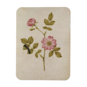 Magnet Flexible Rosa Canina - Dogrose and Caterpillar (pencil & w/
