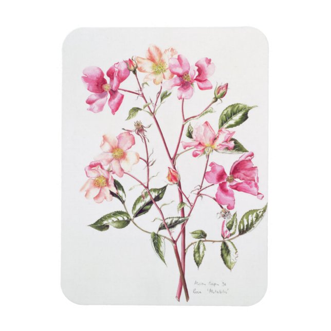Magnet Flexible Rosa 'Mutabilis' 1996 (Vertical)