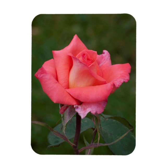 Magnet Flexible Rose, l'amour ! (Vertical)