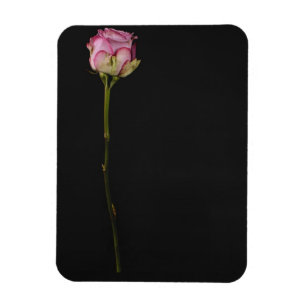 Magnet Flexible Rose rose rose 3