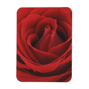 Magnet Flexible Rose rouge de floraison