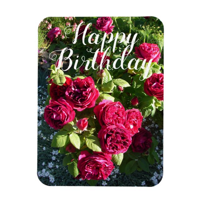 Magnet Flexible Rose rouge Fleur Jardin Rose fleurie Carte d'anniv (Vertical)