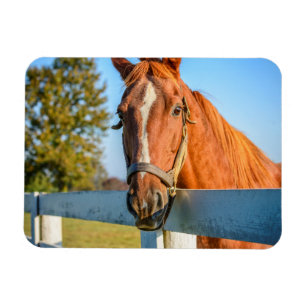 Magnet Flexible Rose Twilight   Thoroughbred Race Horse