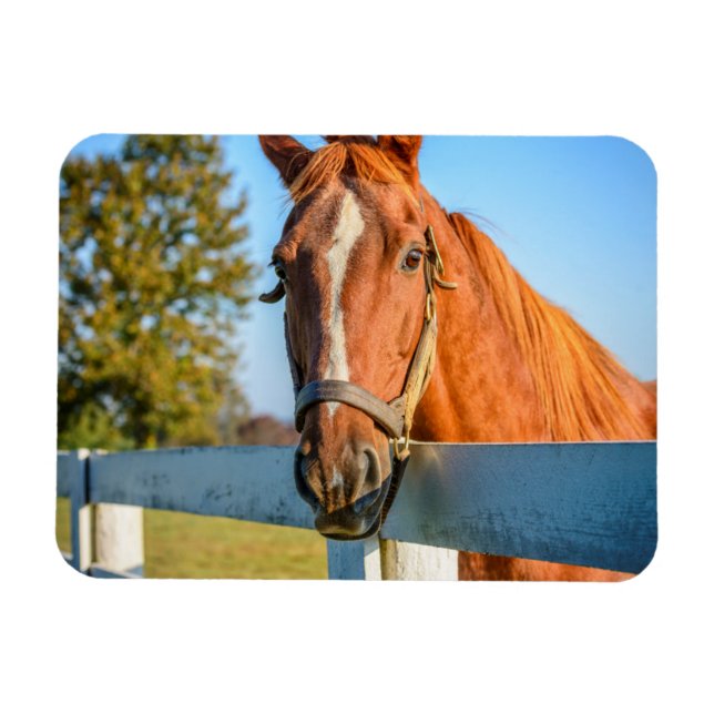 Magnet Flexible Rose Twilight | Thoroughbred Race Horse (Horizontal)