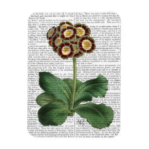 Magnet Flexible Rouge d'auricule de primevère