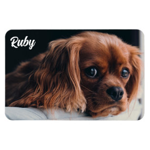 Magnet Flexible Ruby Cavalier King Charles Spaniel
