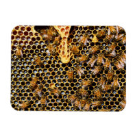 Ruche d'abeilles avec peigne d'abeille