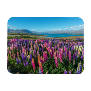 Magnet Flexible Russle Lupines au lac Tekapo   Nouvelle-Zélande