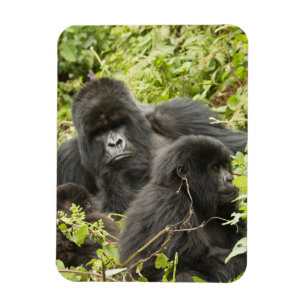 Magnet Flexible Rwanda, Parc national des volcans