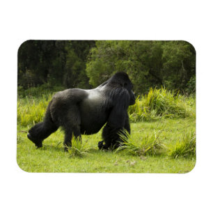 Magnet Flexible Rwanda, Parc national des volcans