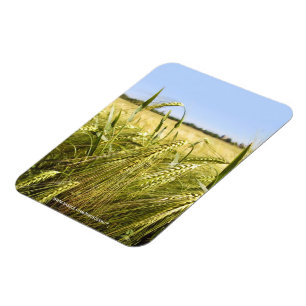 Magnet Flexible Rye