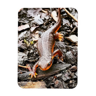 Magnet Flexible Salamandre dans la forêt