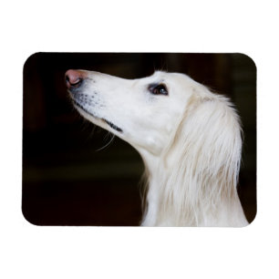 Magnet Flexible Saluki recherchant