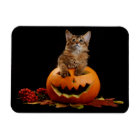 Scandale Halloween Citrouille Et Somalien Kitten