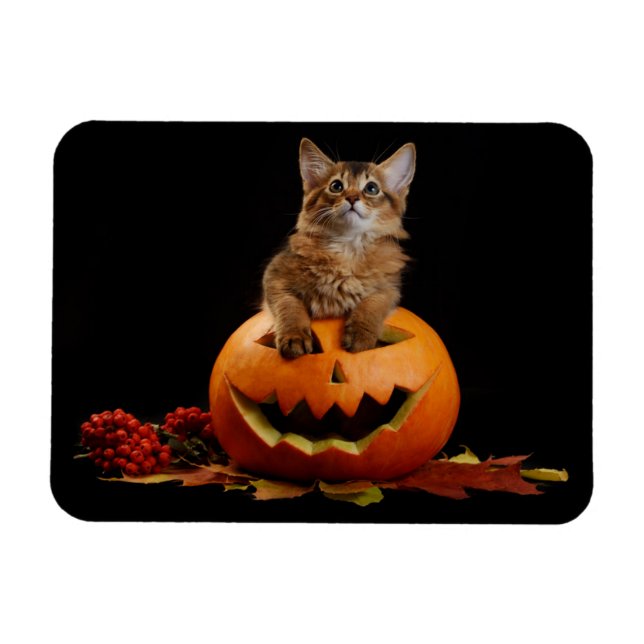Magnet Flexible Scandale Halloween Citrouille Et Somalien Kitten (Horizontal)