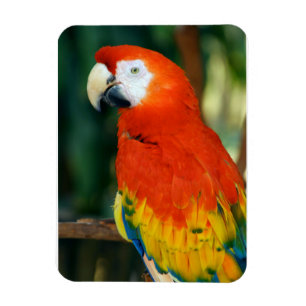 Magnet Flexible Scarlet Macaw