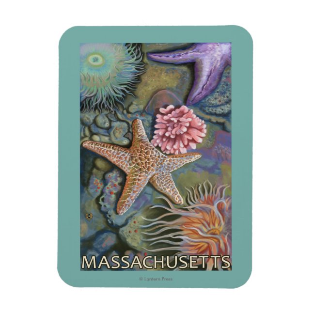 Magnet Flexible Scène MassachusettsTidepool (Vertical)