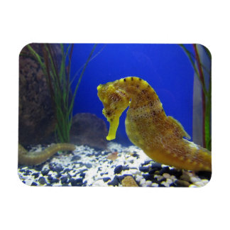 Magnet Flexible Seahorse