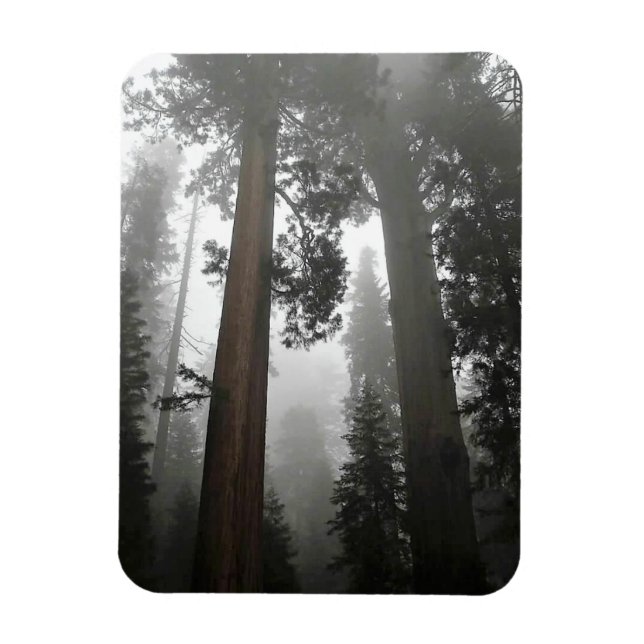 Magnet Flexible Séquoia géantes dans le brouillard, CA (Vertical)