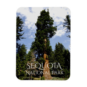 Magnet Flexible Sequoia Tree contre Blue Sky, Sequoia NP