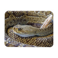 Serpent de bétail venimeux près