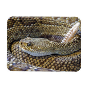 Magnet Flexible Serpent de bétail venimeux près