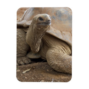 Magnet Flexible Seychelles Aldabran terre tortue