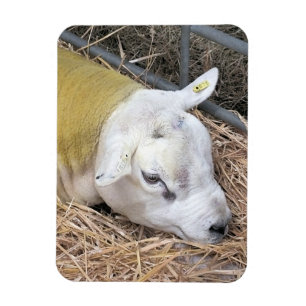 MAGNET FLEXIBLE SHEEP