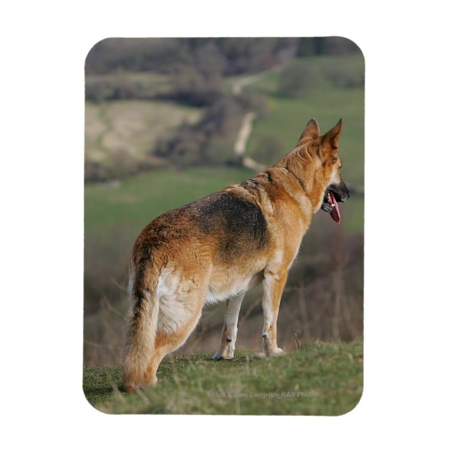 Magnet Flexible Shephard allemand regardant la colline (Vertical)