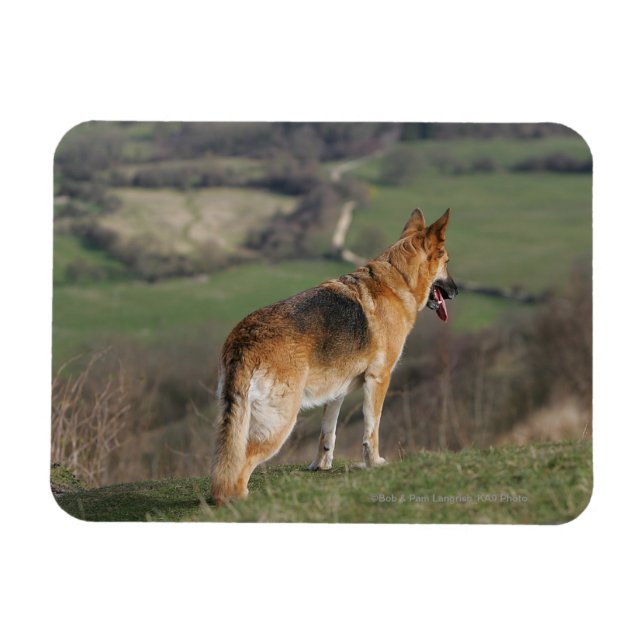 Magnet Flexible Shephard allemand regardant la colline (Horizontal)