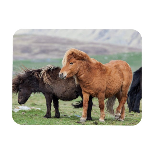 Magnet Flexible Shetland Pony, Shetland Islands, Écosse 2 (Horizontal)