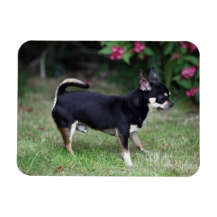 Magnet Flexible Short Haired Chihuahua Standing
