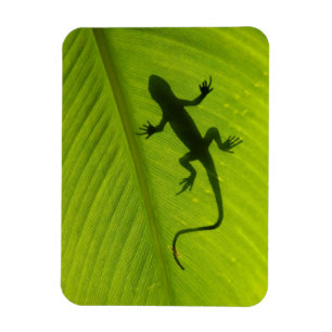 Magnet Flexible Silhouette de Gecko